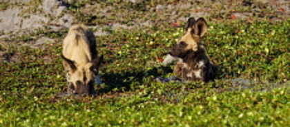 Kwando