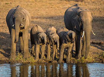 Sabi Sabi Selati Camp: Elefantenfamilie Sabi Sabi Selati Camp: Elefantenfamilie