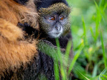Singita Kwitonda Lodge: Golden Monkey Baby Singita Kwitonda Lodge: Golden Monkey Baby