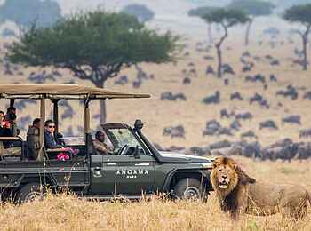 Angama Safari Camp: Löwe
