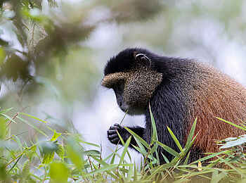 Bisate Lodge: Golden Monkey Bisate Lodge: Golden Monkey