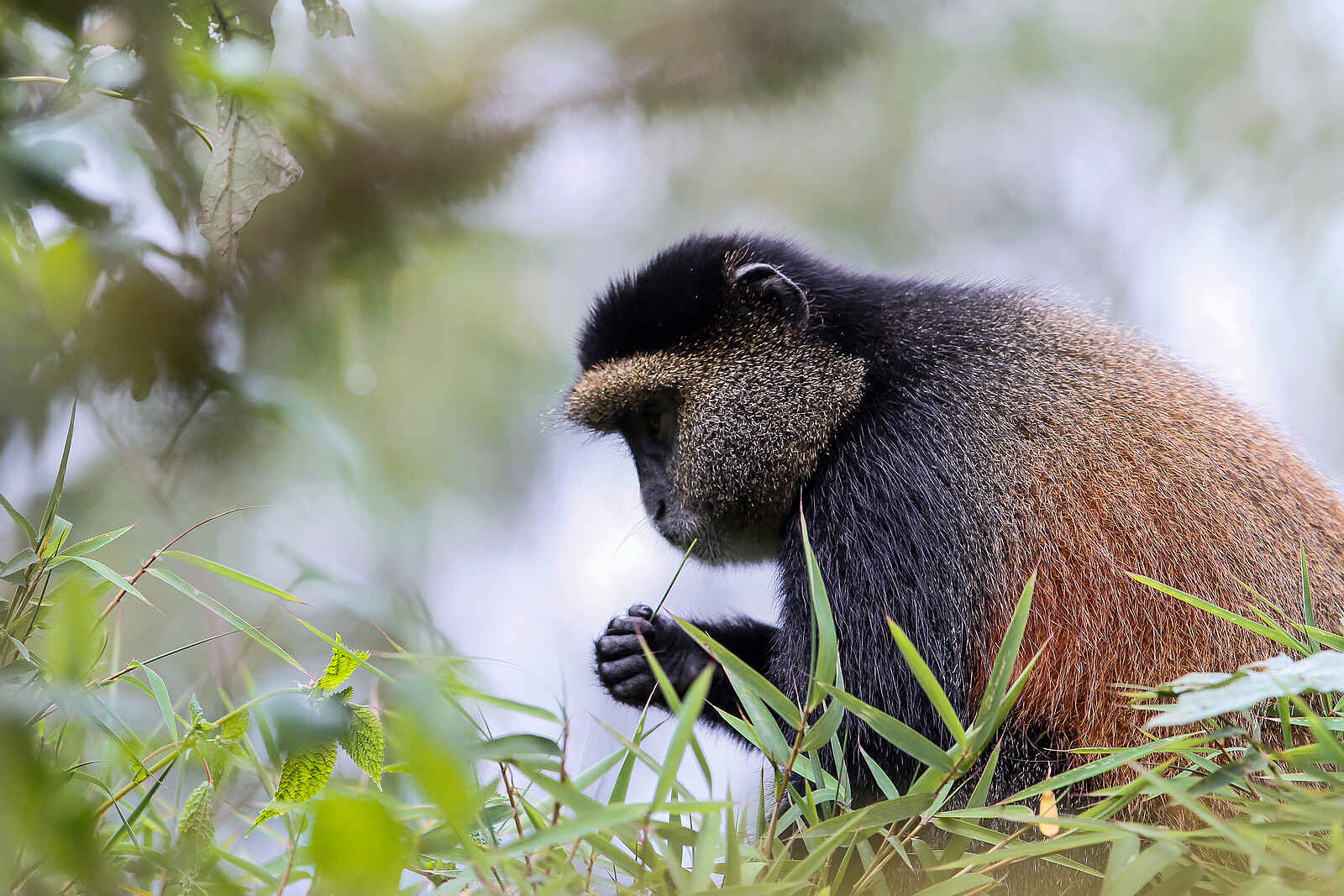 Bisate Lodge: Golden Monkey Bisate Lodge: Golden Monkey