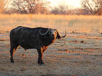 Camp Hwange: Afrikanischer Büffel