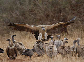 Cha Cha Metsi: Eine Gruppe Weißrückengeier Cha Cha Metsi: Eine Gruppe Weißrückengeier
