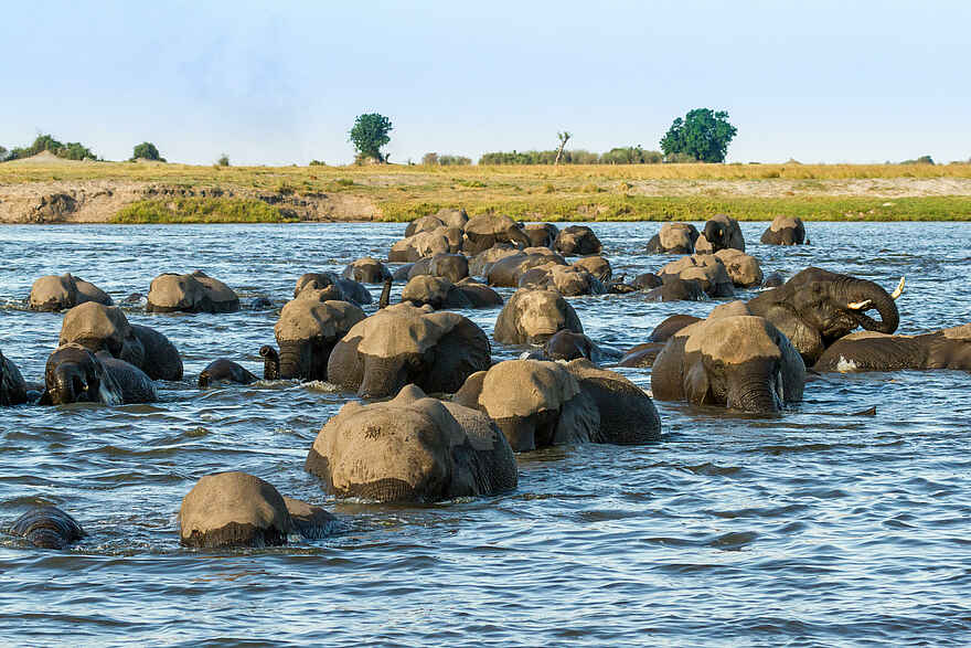 Chobe Game Lodge: Elefanten im Wasser Chobe Game Lodge: Elefanten im Wasser