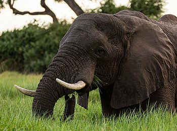 Duba Plains Camp: Elefant