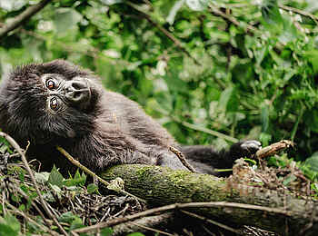 Erebero Hills: Ein entspanntes Gorillababy Erebero Hills: Ein entspanntes Gorillababy