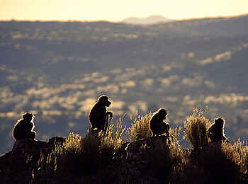 GocheGanas: Affenfamilie
