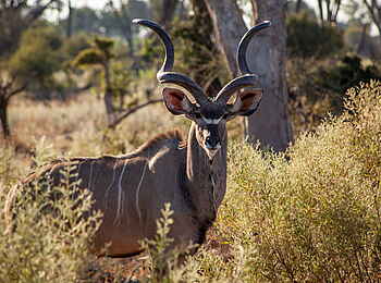 Gomoti Private Camp: Kudubock