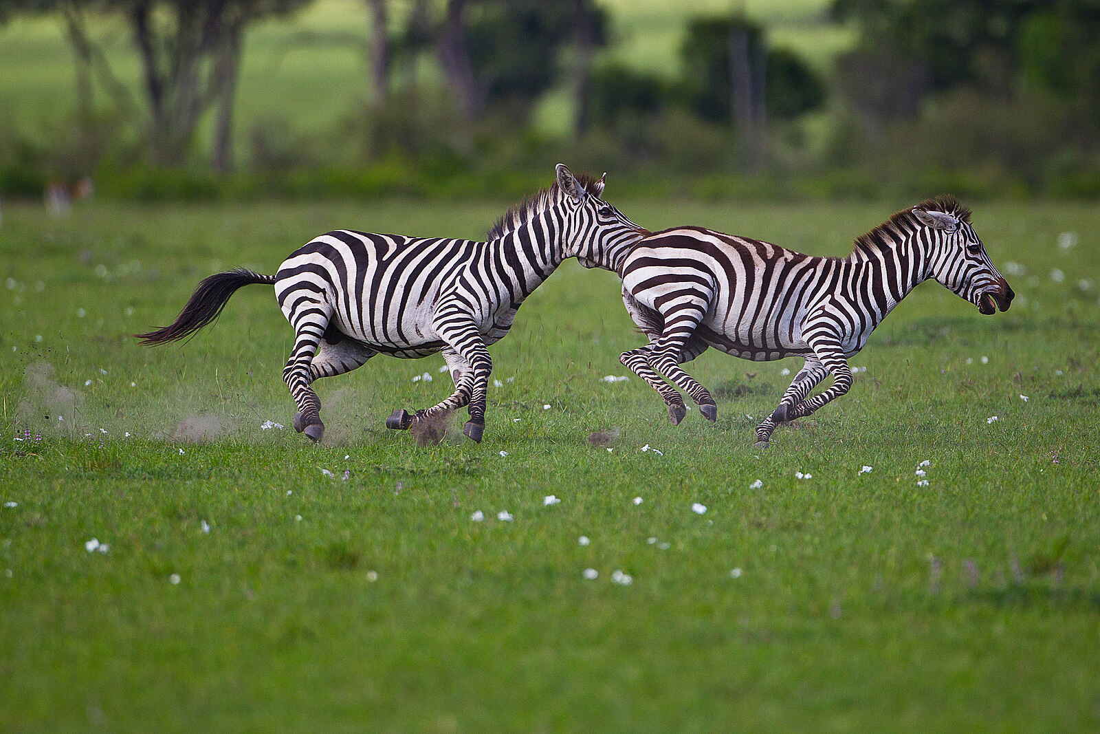 Karen Blixen Camp: Galoppierende Zebras Karen Blixen Camp: Galoppierende Zebras