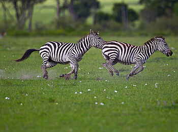 Karen Blixen Camp: Galoppierende Zebras Karen Blixen Camp: Galoppierende Zebras