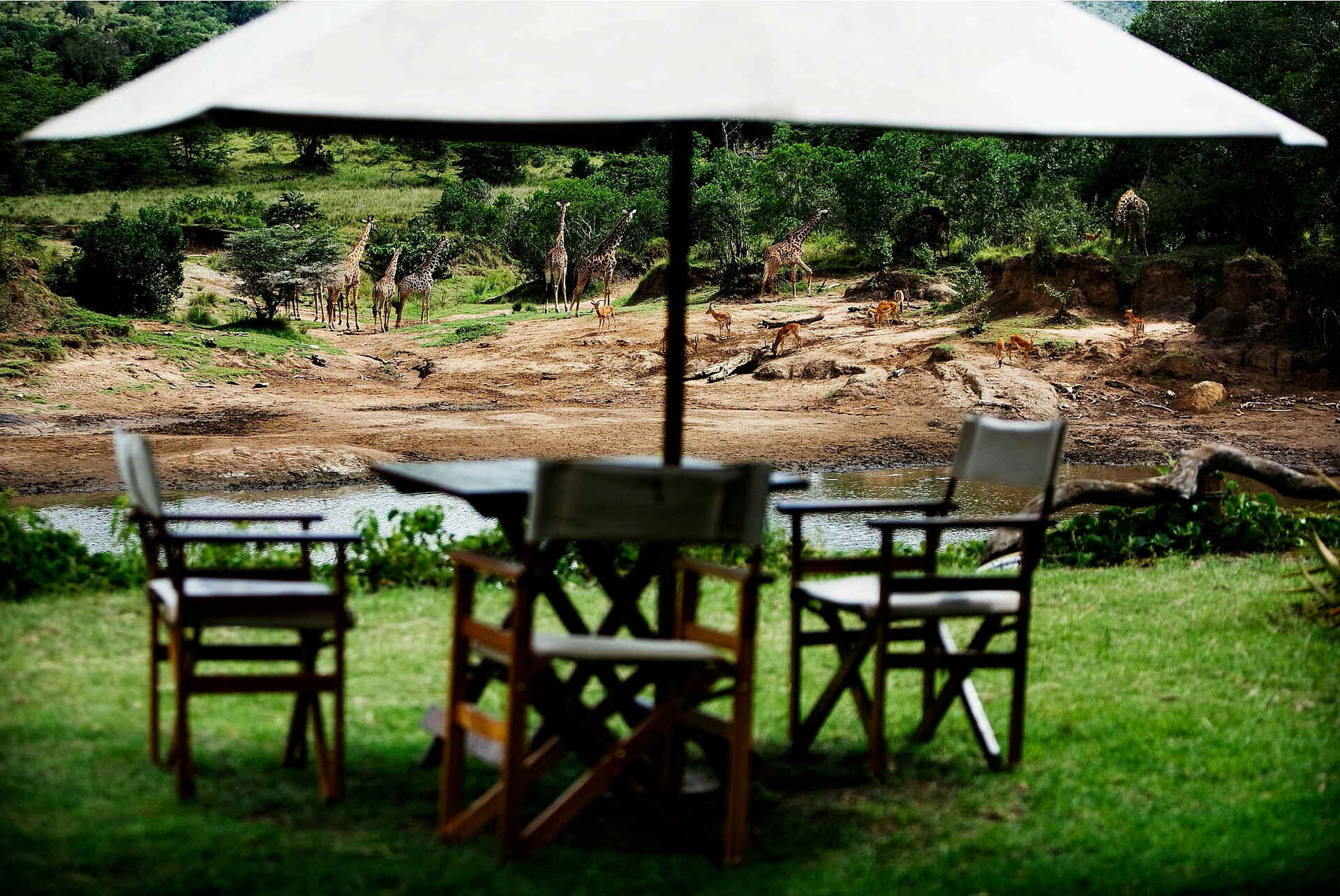 Karen Blixen Camp, Mara North Conservancy, Mara River, Massai, Massai Mara, Blick, Garten, Giraffen, Sonnenschirm, Afrikarma Safaris, Afrikarma Safaris - Wildnis. Hautnah., Afrikarma.de