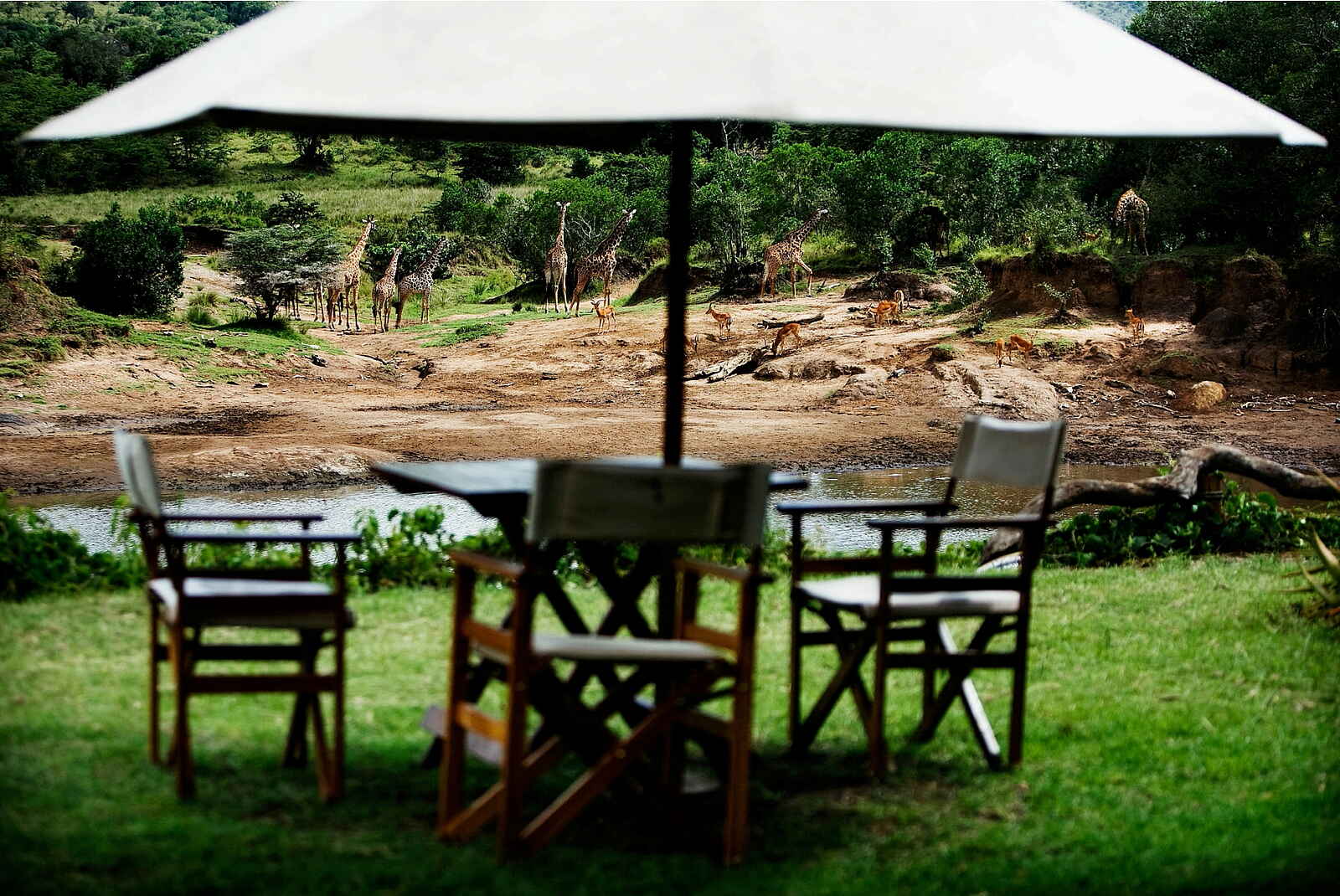 Karen Blixen Camp: Giraffen vor dem Camp Karen Blixen Camp: Giraffen vor dem Camp