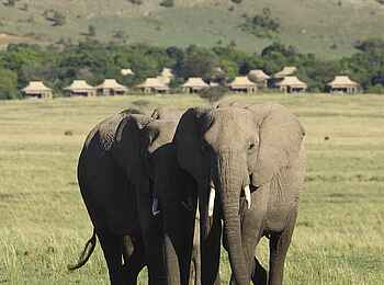 Kichwa Tembo Tented Camp: Elefanten in Campnähe Kichwa Tembo Tented Camp: Elefanten in Campnähe