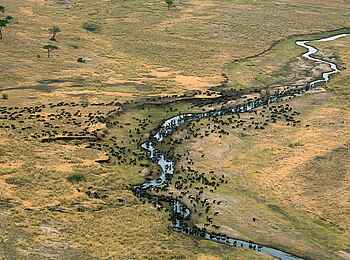 Kiota Camp: Büffelherde am Grumeti River Kiota Camp: Büffelherde am Grumeti River