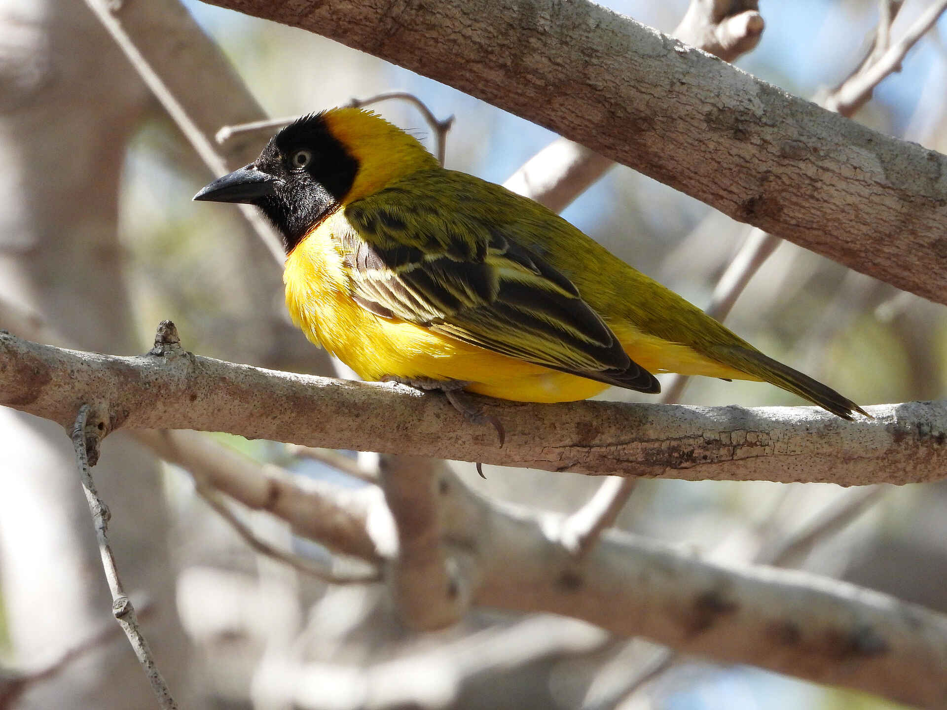 Kisawa Sanctuary: Ein Webervogel