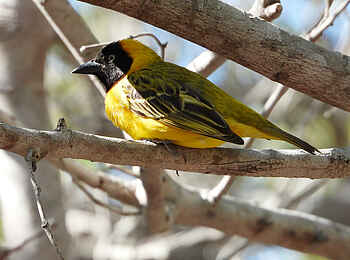 Kisawa Sanctuary: Ein Webervogel