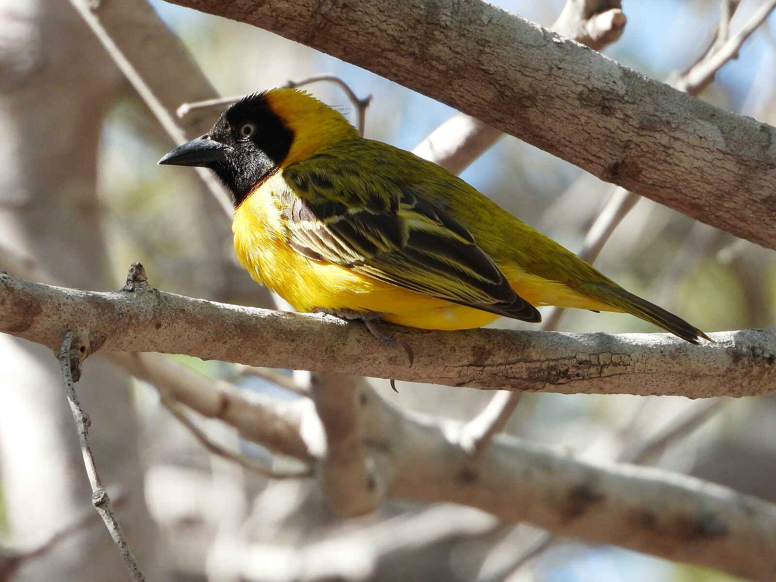 Kisawa Sanctuary: Ein Webervogel Kisawa Sanctuary: Ein Webervogel