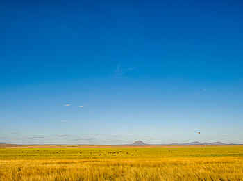 Kuro Tarangire: Wildtiere im Gras Kuro Tarangire: Wildtiere im Gras