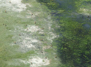 Lagoon Camp: Rote Moorantilopen Lagoon Camp: Rote Moorantilopen