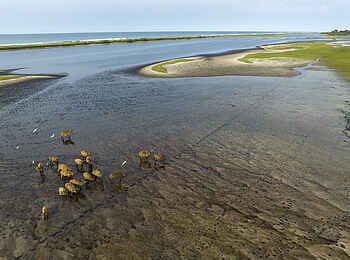 Loango Savannah Camp: Büffel am Meer