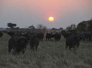 Mukambi Safari Lodge: Büffel im Sonnenuntergang Mukambi Safari Lodge: Büffel im Sonnenuntergang