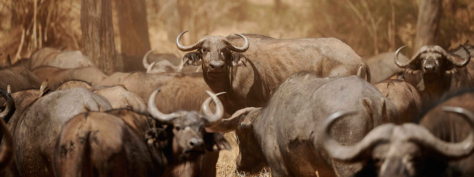 Büffelherde im Tarangire Nationalpark
