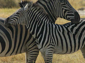 Sango Safari Camp: Zebras