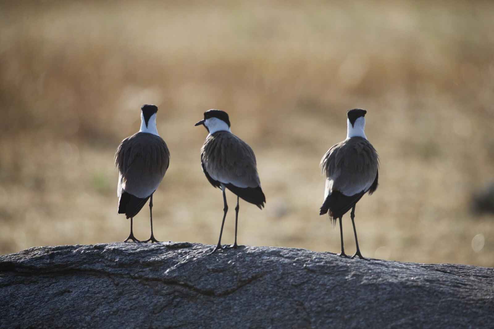 Serian Serengeti Mobile Camp: Regenpfeifer Serian Serengeti Mobile Camp: Regenpfeifer