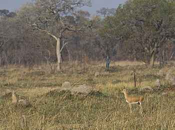 Shumba Camp: Bleichböckchen (Oribi) Shumba Camp: Bleichböckchen (Oribi)