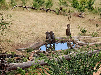 Tarangire Treetops: Wasserloch 3