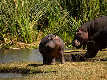 The Highlands Camp: Nilpferde