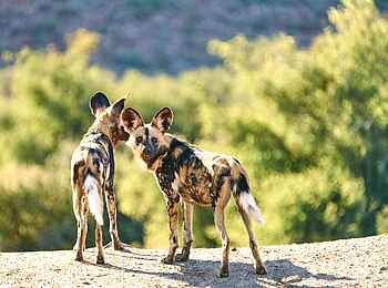 The Motse Tswalu: Wildhunde The Motse Tswalu: Wildhunde