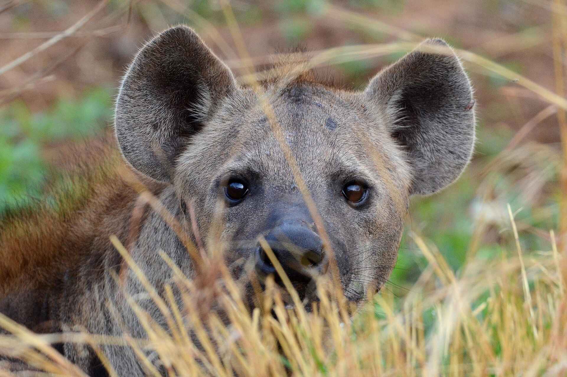 The Old House: Hyäne