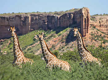 Vingerklip Lodge: Drei Giraffen vor dem Tafelberg