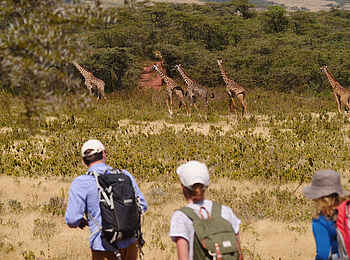Wayo Walking Camp: Giraffen auf Wanderung