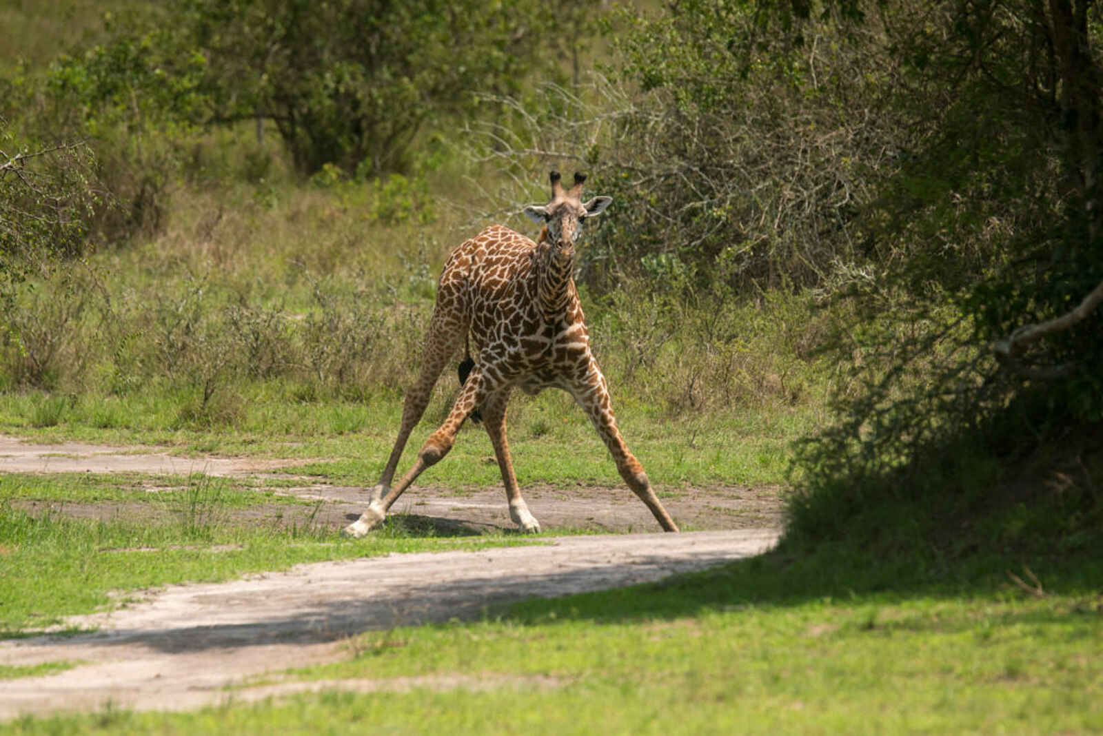 Akagera Game Lodge: Trinkende Giraffe Akagera Game Lodge: Trinkende Giraffe