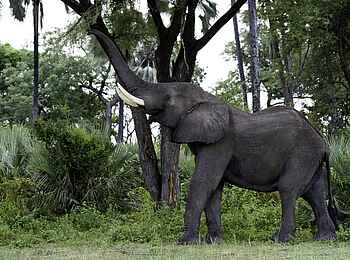 Kwetsani Camp: Elefant Kwetsani Camp: Elefant