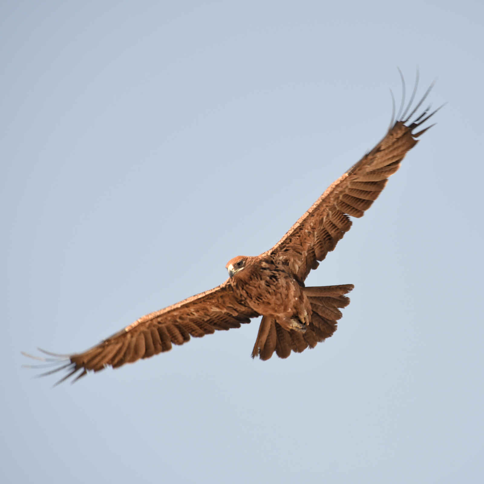 Linyanti Ebony: Tawny Eagle Linyanti Ebony: Tawny Eagle