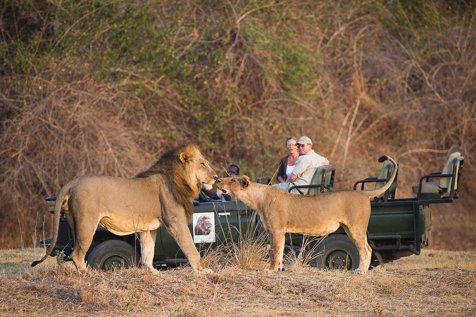 Lion Camp: Löwenpärchen Lion Camp: Löwenpärchen