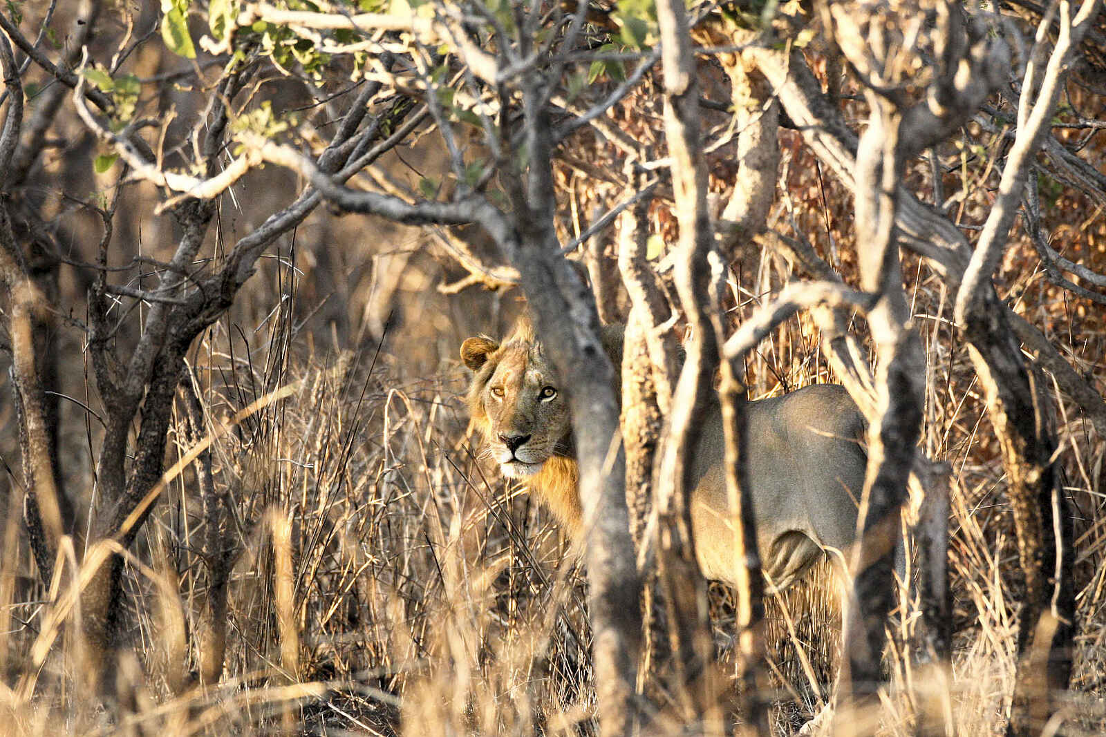 Mapazi Camp: Löwe im Busch Mapazi Camp: Löwe im Busch