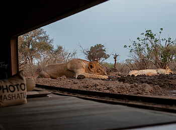 Mashatu Photographic Hide: Löwen