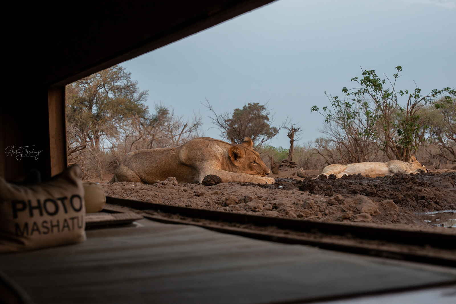Mashatu Photographic Hide: Löwen Mashatu Photographic Hide: Löwen