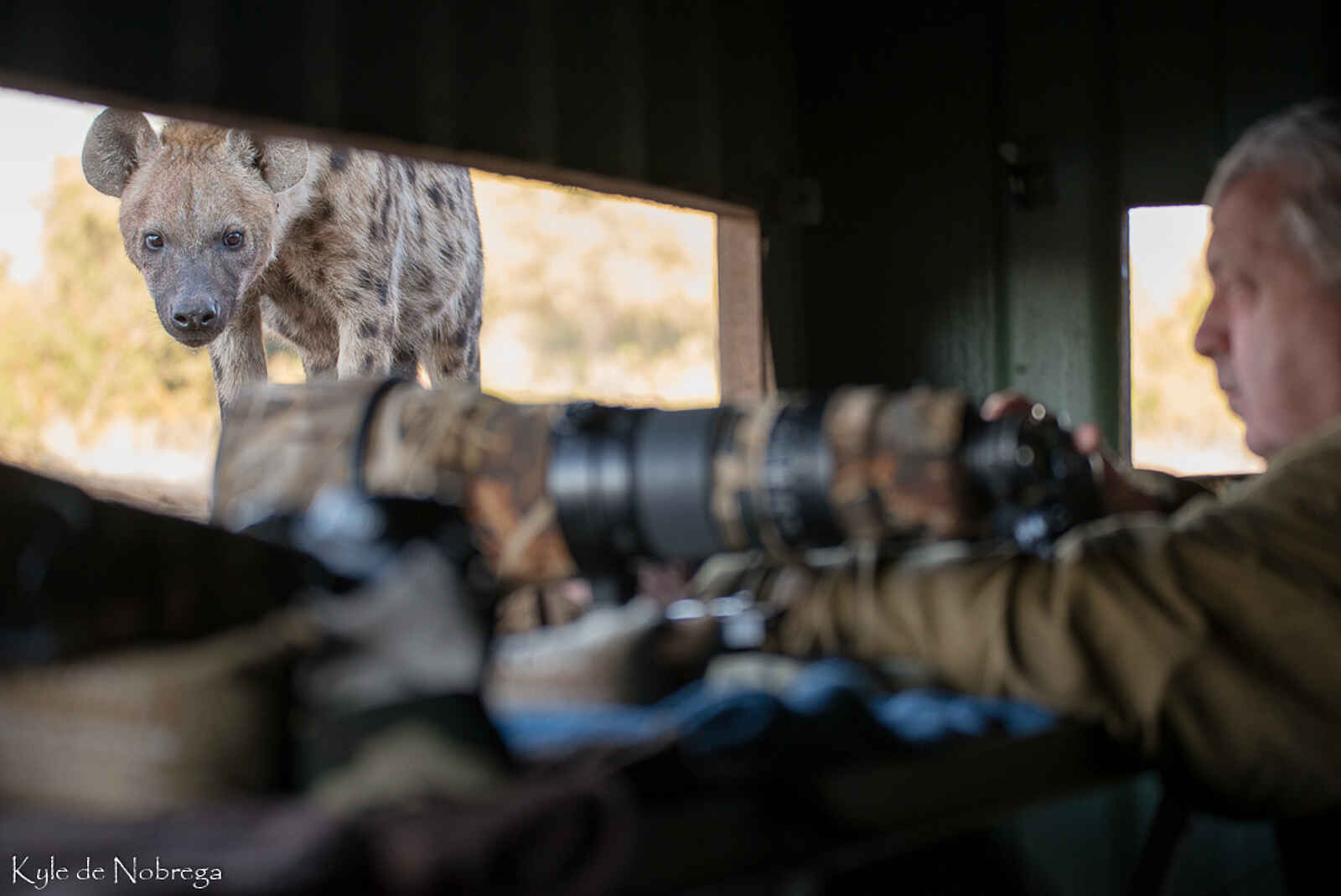 Mashatu Photographic Hide: Neugierige Hyäne Mashatu Photographic Hide: Neugierige Hyäne