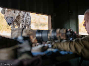 Mashatu Photographic Hide: Neugierige Hyäne