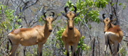 Liwonde National Park