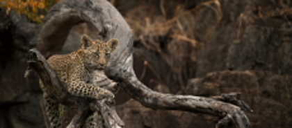 Sabi Sands Game Reserve