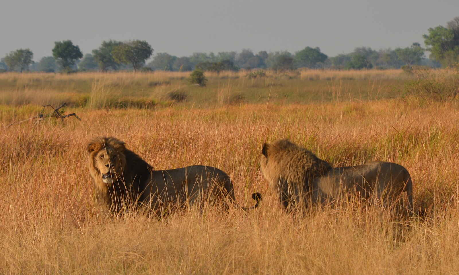Splash Camp: Löwen Splash Camp: Löwen