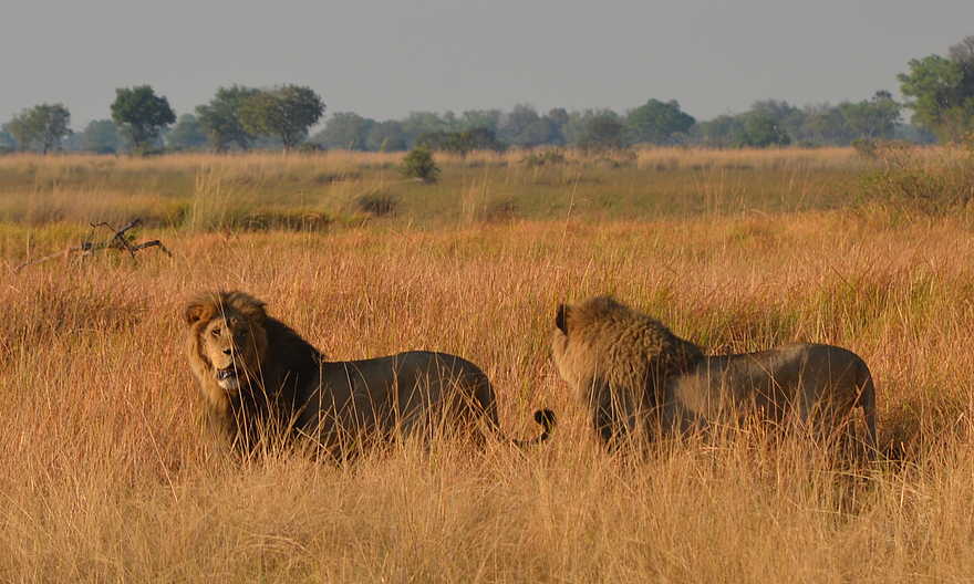 Splash Camp: Löwen Splash Camp: Löwen