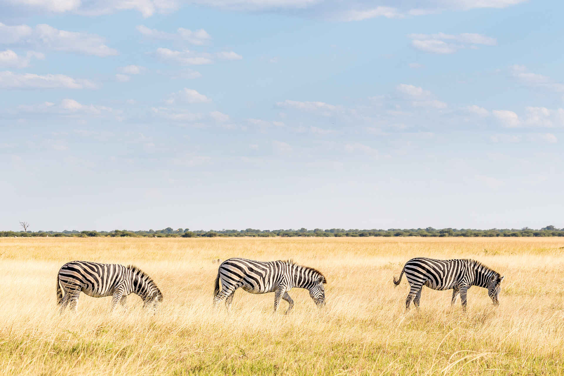 The Botswana Adventurer: Grasende Zebras